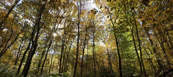 Sous-bois