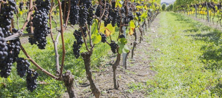 vignoble de l'Etat