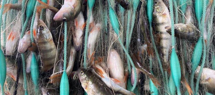 L’essentiel du rendement de la pêche lémanique repose toujours en 2020 sur les deux principales espèces piscicoles que sont: la perche avec 253 tonnes et le corégone, communément appelé "féra" avec 203 tonnes. 