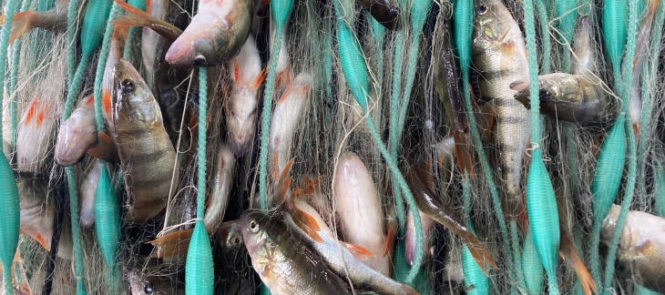 L’essentiel du rendement de la pêche lémanique repose toujours en 2020 sur les deux principales espèces piscicoles que sont: la perche avec 253 tonnes et le corégone, communément appelé "féra" avec 203 tonnes.