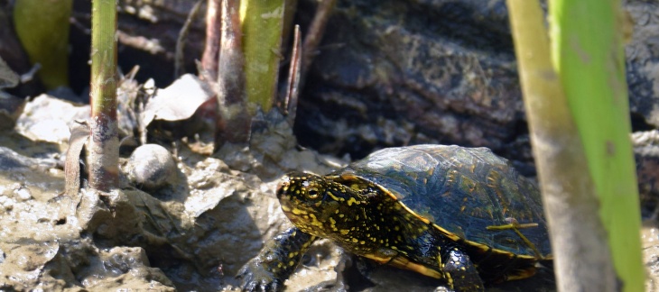 La cistude continentale pour illustrer la biodiversité du canton