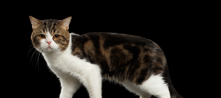 CATS OUTDOOR : des chats errants en meilleur santé et un précieux coup de pouce pour la biodiversité !