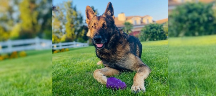 Jägger, chien de la police genevoise