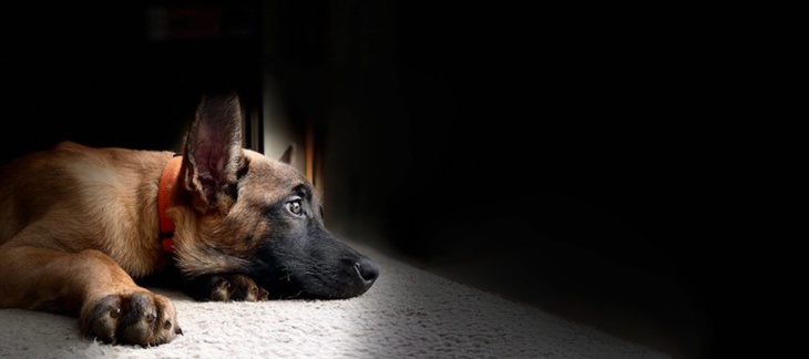 Thor, chien à la police genevoise.