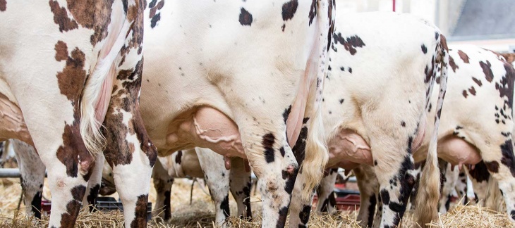 Retour de la maladie de la Diarrhée Virale Bovine (BVD) à Genève en 2022