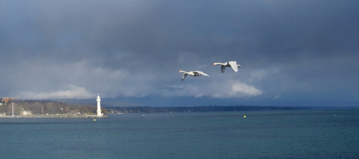 Illustration de la Rade Genève.  Photo @JM Mitterer