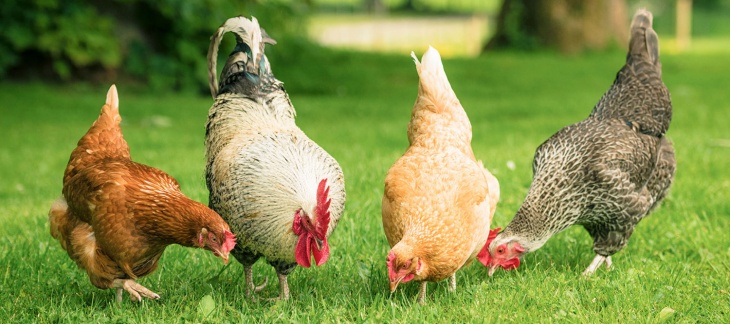 Levée des mesures préventives contre la propagation de la grippe aviaire dans la population de volaille domestiques à Genève