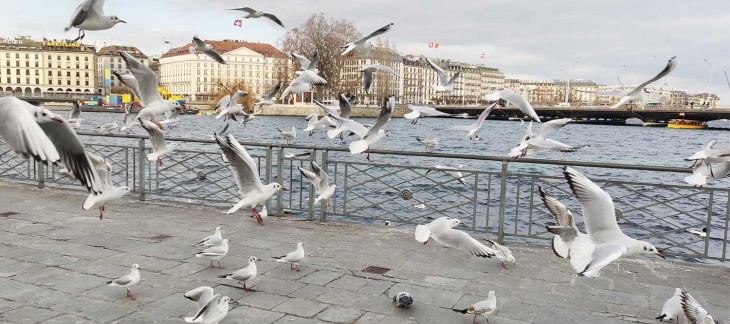 Prolongation des mesures préventives contre la propagation de la grippe aviaire dans la population de volaille domestiques à Genève