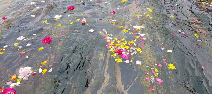 fleurs à la surface de l'eau
