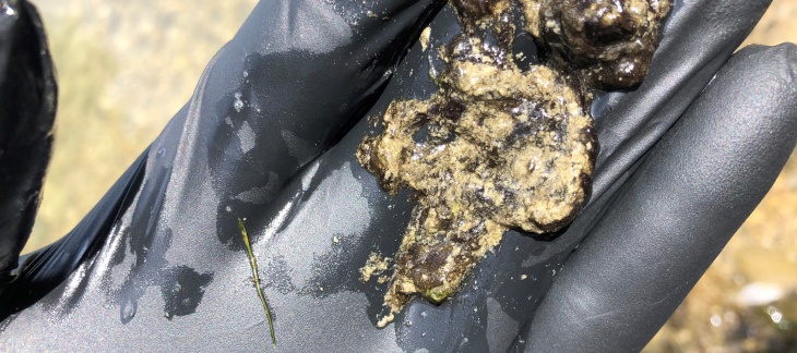 Cyanobactéries observées au niveau du lac de Neuchâtel (DGE-BIODIV Vaud 2020)
