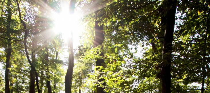 Soleil dans les arbres - Bois de la Bâtie