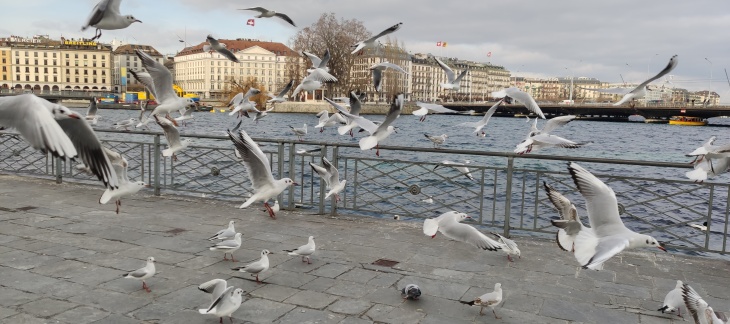 Mesures de prévention de la propagation de l’influenza aviaire dans la population de volaille domestique sur l’ensemble du territoire suisse