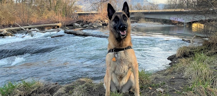 Médaille pour chien 2023