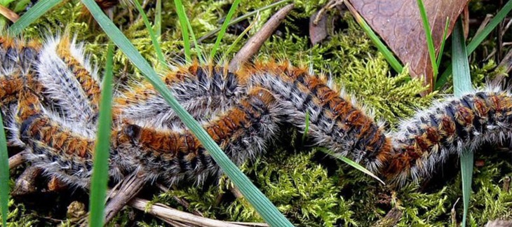 C'est le printemps. Attention aux chenilles processionnaires !