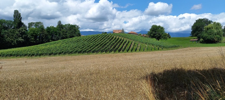 Champ de blé avec une vigne et des fermes en arrière-plan