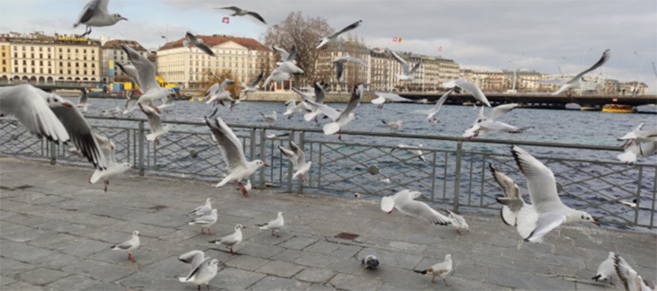 Mesures locales en Suisse contre la grippe aviaire