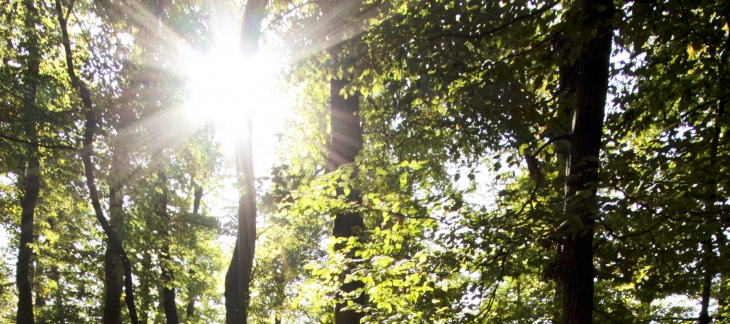 Forêt et soleil estival