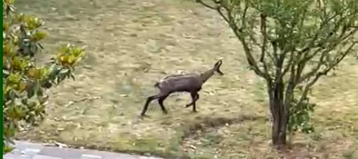 Chamois aux Eaux-vives