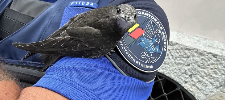 oiseau et gendarme