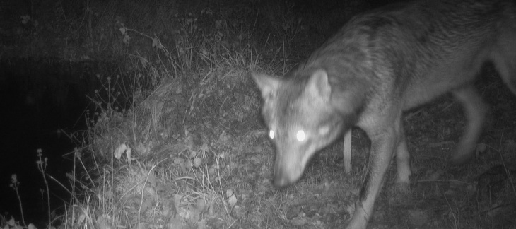 Loup photographié dans les Bois de Jussy en décembre 2023