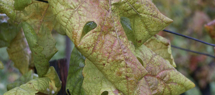 espèces invasives