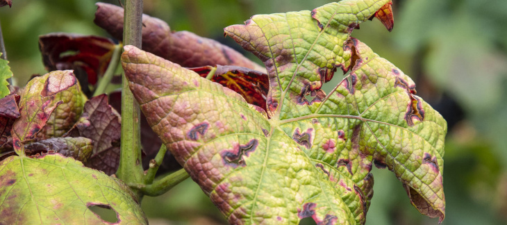 ©Agroscope_CaroleParodi_viti_flavescence_sympt.-sur-feuilles-7985