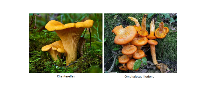 Chanterelles versus Omphalotus illudens