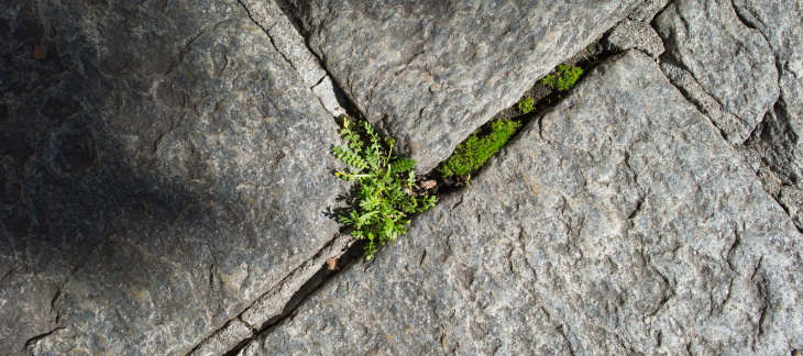 Plante dans un interstice minéral