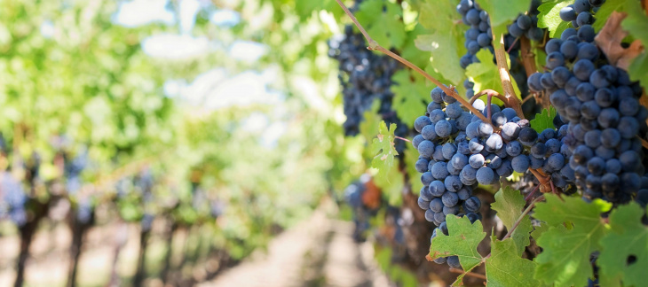Image d'une vigne, avec les grappes de raisins