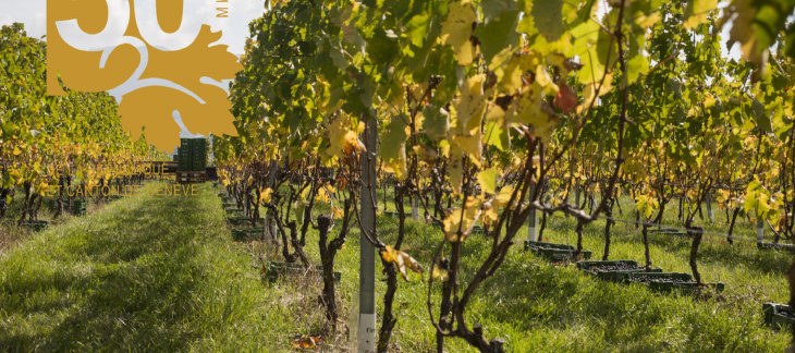 Vigne du domaine de la République et canton de Genève