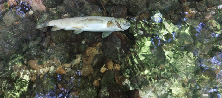 Mortalité piscicole : les poissons sont les premiers impactés par une pollution