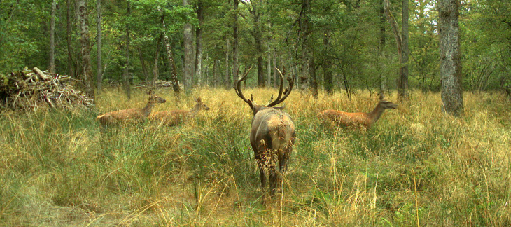 Cerfs dans les bois de Versoix