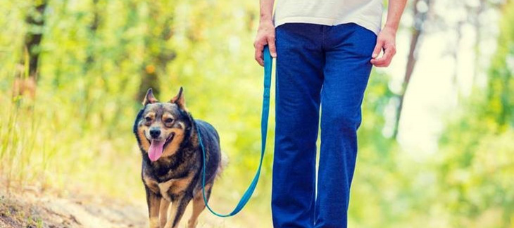 Les chiens doivent être tenus en laisse en forêt entre le 1er avril et le 15 juillet