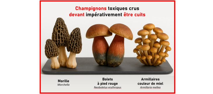 Champignons crus toxiques