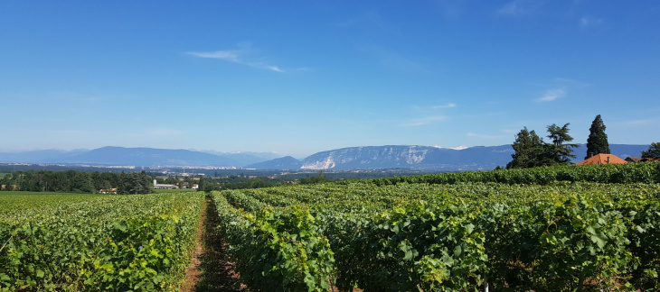 Vignes de la campagne genevoise avec vue sur le Salève