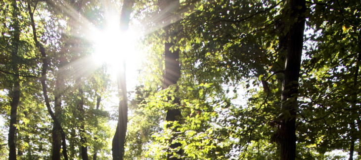 Forêt