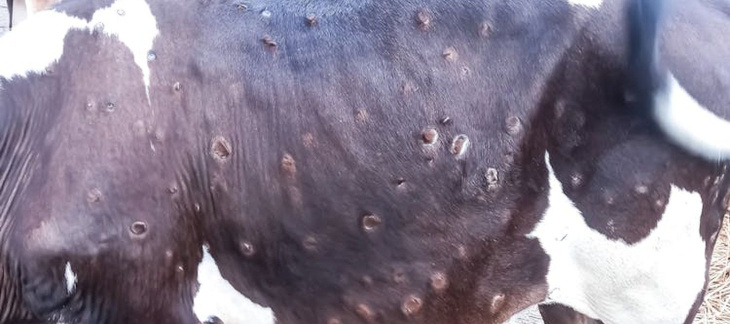 Dermatose nodulaire contagieuse - exemple