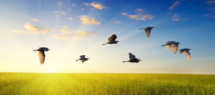 Grippe aviaire : information du vétérinaire cantonal