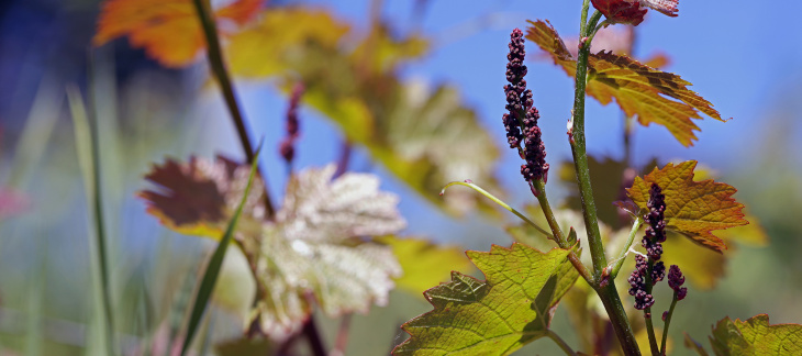 Illustration de la vigne au printemps