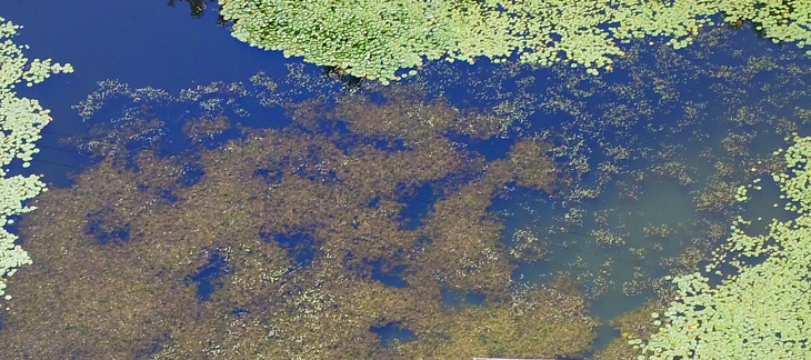 Plan d'eau et plantes