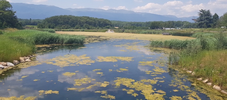 Lac des Vernes, Meyrin