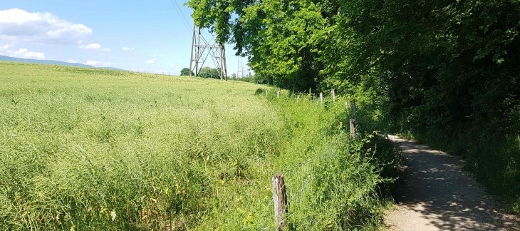 Chemin en lisière du cordon boisé qui entoure le Nant d'Avril