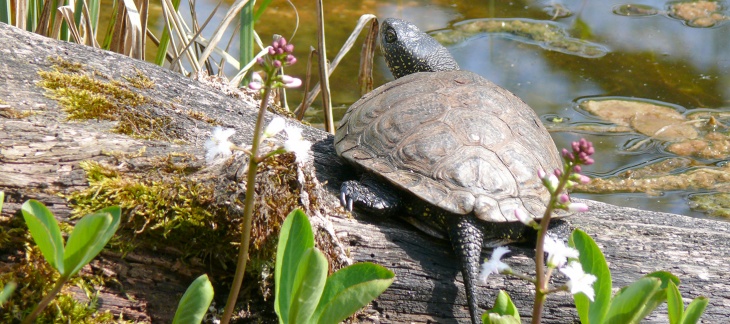 Le chat, premier prédateur de la biodiversité ? - Le Messager