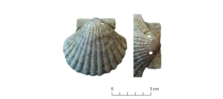 Coquille Saint-Jacques retrouvée dans une tombe de l’ancien Prieuré de Satigny, au niveau de la cage thoracique du défunt.