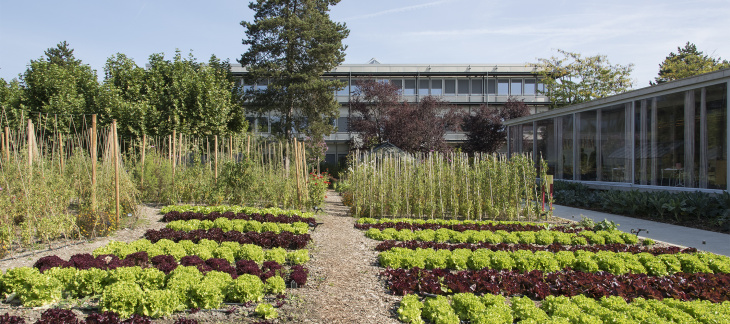 Des potagers à la ZIMEYSAVER © Hélène Maria