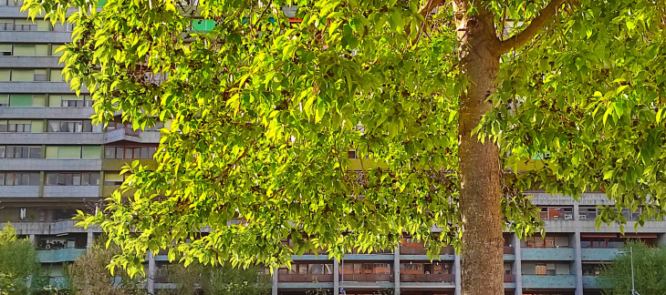 Arbre en ville