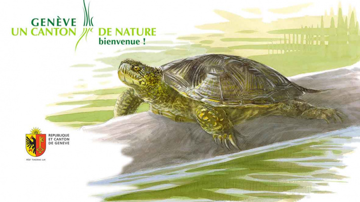 Une tortue cistude