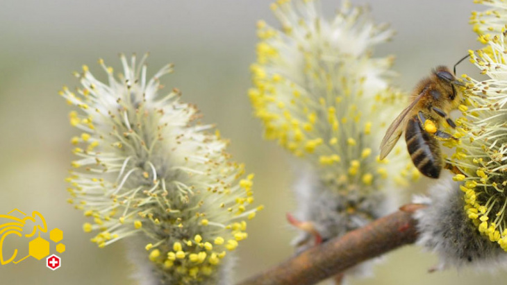 BeeTraffic, l'application qui facilite les annonces officielles de déplacement d'abeilles