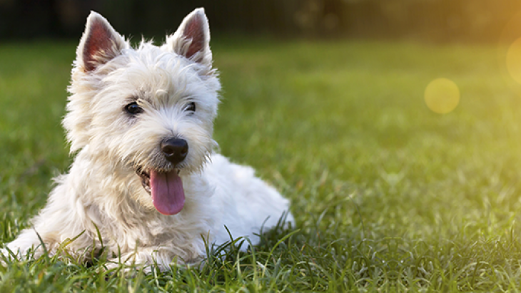 Des chiens auraient été empoisonnés à la mort-aux-rats en Ville de Genève