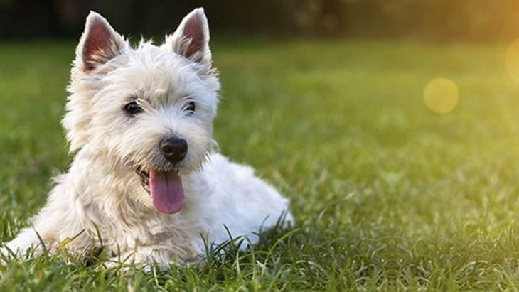 Suspicion d'intoxication mortelle d'un chien au parc des Evaux à Onex